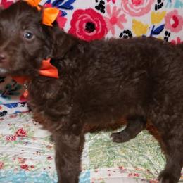 Labradoodle Puppies from Renee Cornish