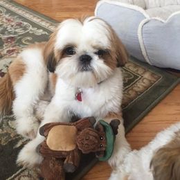 Lotus Kennels breeder of Shih Tzu