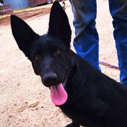 German Shepherd Puppies from Lost Creek German Shepherds LLC