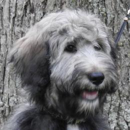 Goldendoodle adult dog