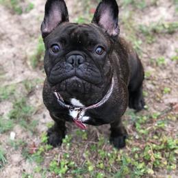 French Bulldog Puppies from Crooked Pine French Bulldogs