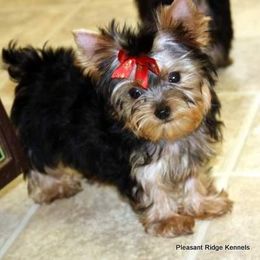 Pleasant Ridge Yorkshire Terriers & Maltese breeder of 