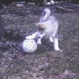 Alaskan Malamute Puppies from Kaylatee Alaskan Malamutes