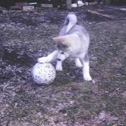 Alaskan Malamute Puppies from Kaylatee Alaskan Malamutes