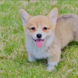 Pembroke Welsh Corgi Puppies from Edgewood Farm