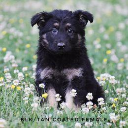German Shepherd Puppies from Mengerhaus