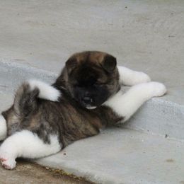  Puppies from Quantum Akitas