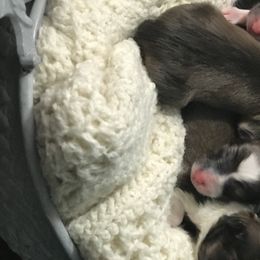 Shetland Sheepdog Puppies from Country Chic Shelties