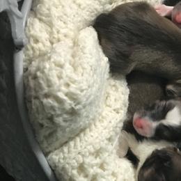 Shetland Sheepdog Puppies from Country Chic Shelties