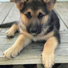 German Shepherd Puppies from Lost Creek German Shepherds