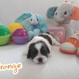 "Baby girl Orange" Great Dane and Shih Tzu Puppies from Empire Royalty and Majestic Dane