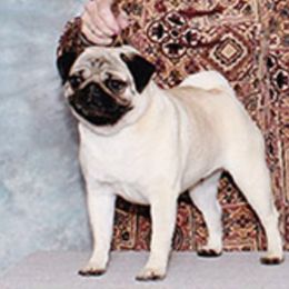 Paddy - Pug