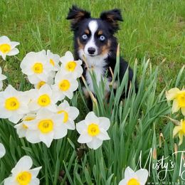 Misty's Toy Aussies breeder of Australian Shepherd