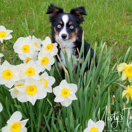 Misty's Toy Aussies breeder of Australian Shepherd