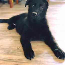 German Shepherd Puppies from Sonnenhügel Shepherds