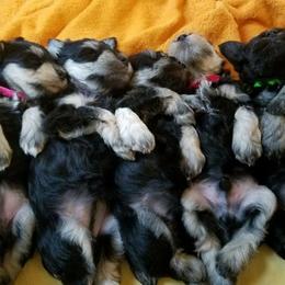 Miniature Schnauzer Puppies from Moore's Miniature Schnauzers