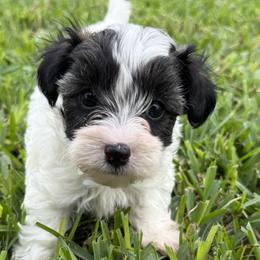 Cavapoos, Cockapoos, Goldendoodles, Maltipoos, Poodles, and Yorkipoos from Painted Rose Poodles and Doodles