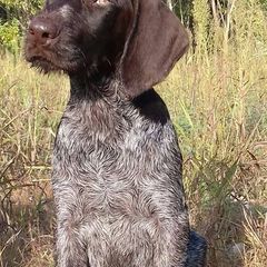 German Wirehaired Pointer Puppies from Ca’ Rigada Deutsch Drahthaar