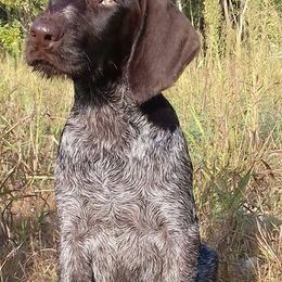 German Wirehaired Pointer Puppies from Ca’ Rigada Deutsch Drahthaar