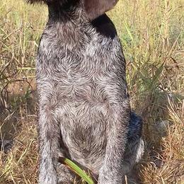 German Wirehaired Pointer Puppies from Ca’ Rigada Deutsch Drahthaar