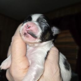 Mr. Mustache - White black and tan male Papillon puppy in Forest City, North Carolina from Eastern Papillions