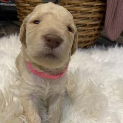 Double Doodle Puppies from Northern Valley Doodles