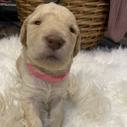 Double Doodle Puppies from Northern Valley Doodles
