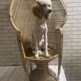 Rip - Poodle