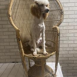 Rip - Poodle
