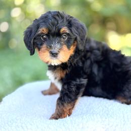 Canyon - orange collar - Tri-color male Bernedoodle puppy in Highland, Utah from Angel Pups Deluxe