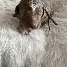 2 - Caramel cream male Labradoodle puppy in Greensboro, Georgia from B’s Doodles