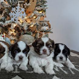Shih Tzu Puppies from Jackie Lange's Shih Tzus