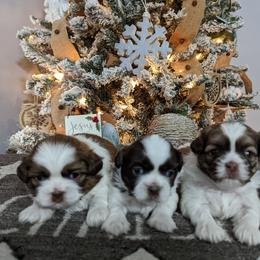 Shih Tzu Puppies from Jackie Lange's Shih Tzus