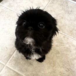Shih Tzu Puppies from Shih Bears