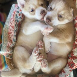 Siberian Husky Puppies from Mahavidya Siberians