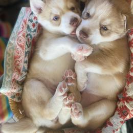 Siberian Husky Puppies from Mahavidya Siberians