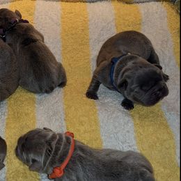 French Bulldogs and German Shorthaired Pointers from Anahola Frenchies