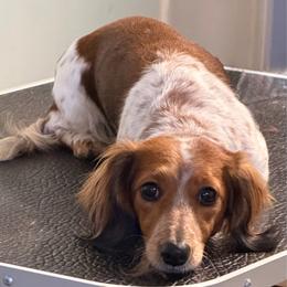 Beala - Dachshund