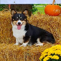 Pembroke Welsh Corgi puppies from Kari's Pembroke Welsh Corgis