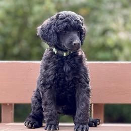 Thimble - Green Collar - Black male Poodle puppy in Eugene, Oregon from Mount Zion Kennels