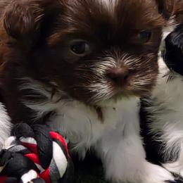 Boy Two light blue collar - Brindle and white male Shih Tzu puppy in New Bern, North Carolina from Kuddly Creatures