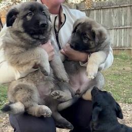 German Shepherd Puppies from Urekar Haus