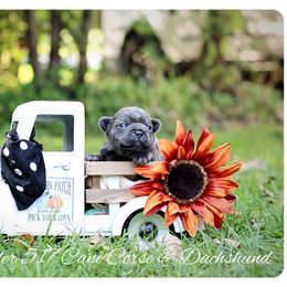 Dachshund and French Bulldog Puppies from Black Thunder 517 Cane Corso and Dachshunds