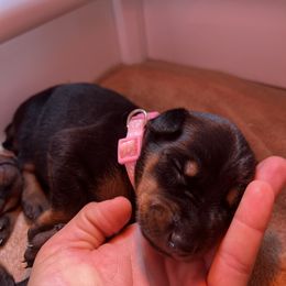 Doberman Pinscher Puppies from Ranchers Companion Doberman Kennel