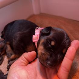Doberman Pinscher Puppies from Ranchers Companion Doberman Kennel