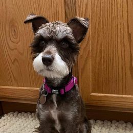Miniature Schnauzers from Rodriguez Mini Schnauzers