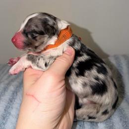 Marsh - Red merle male Australian Shepherd puppy in Anniston, Alabama from All Hale Aussies