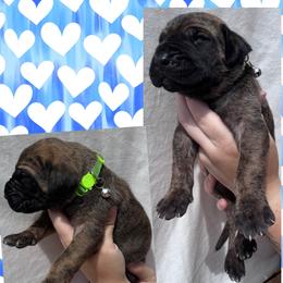 BUMPER - Brindle male Great Dane puppy in Wellsville, New York from Prophecy Danes