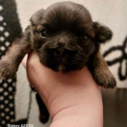 Trooper chocolate dobie - Chocolate male Shih Tzu puppy in Arcadia, Florida from Kitsune Cuddles and kisses