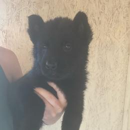 Purple female - Black female German Shepherd puppy in Jennings, Kansas from Lost Creek German Shepherds LLC